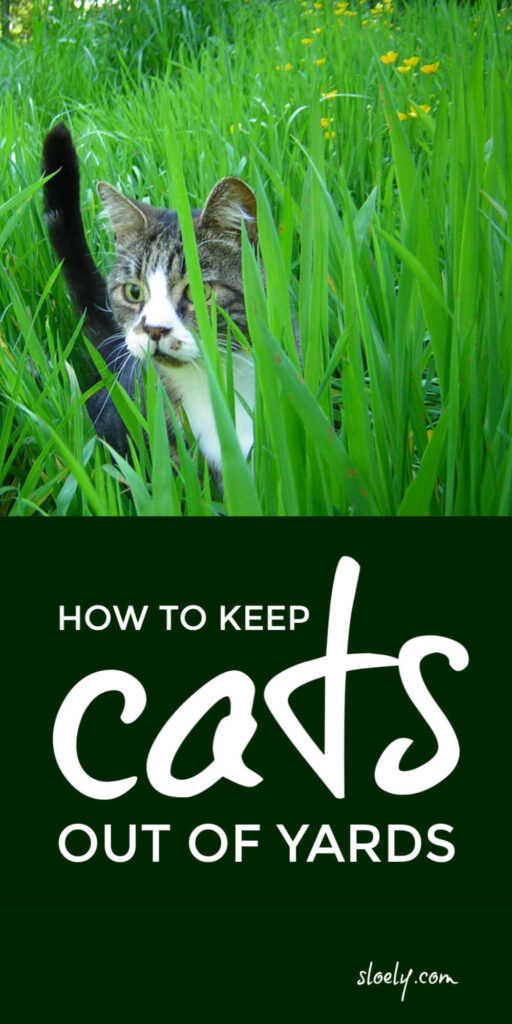 Cat Repellent Plants And Herbs,Asparagus Season California