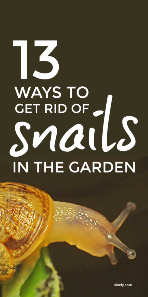 Get Rid Of Slugs And Snails Naturally