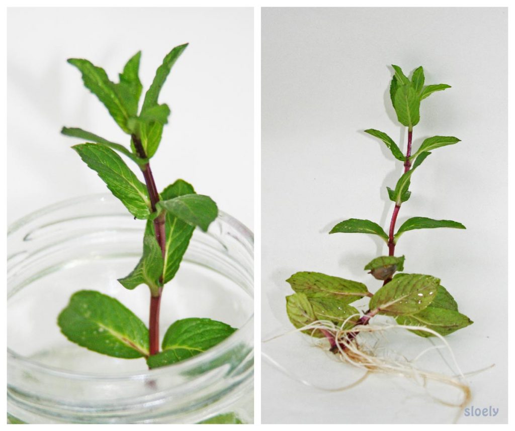 Growing mint in water and watching it root
