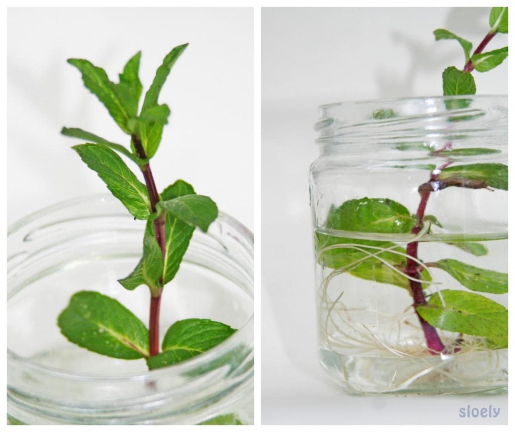 Growing Mint In Pots From Cuttings