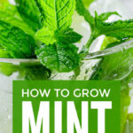 How To Grow Mint From Cuttings