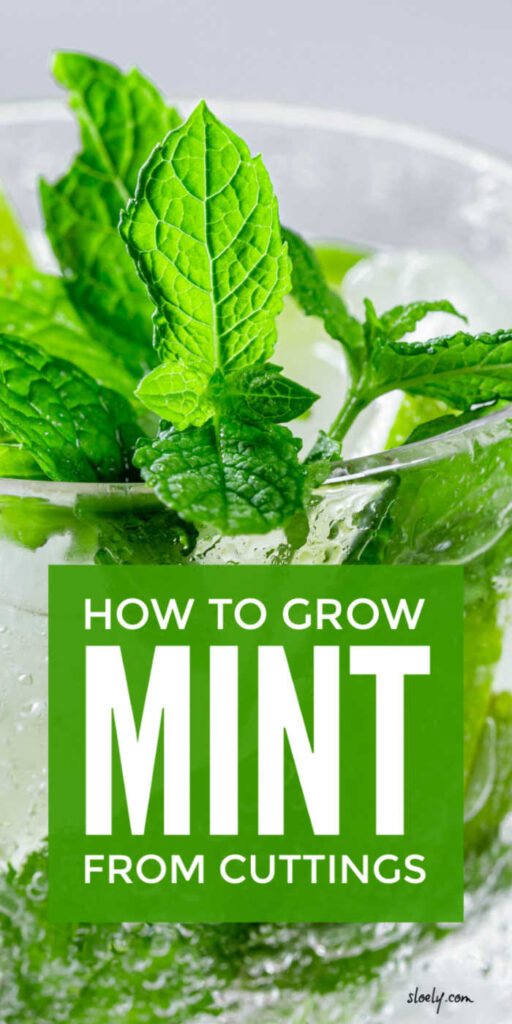 How To Grow Mint From Cuttings