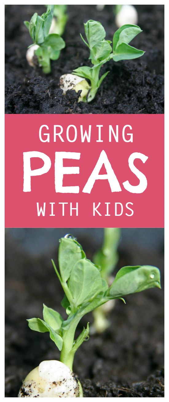 Growing peas with kids