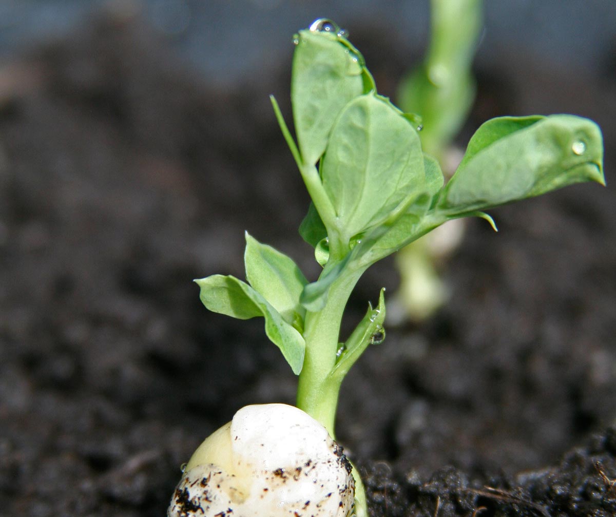 Growing peas with kids