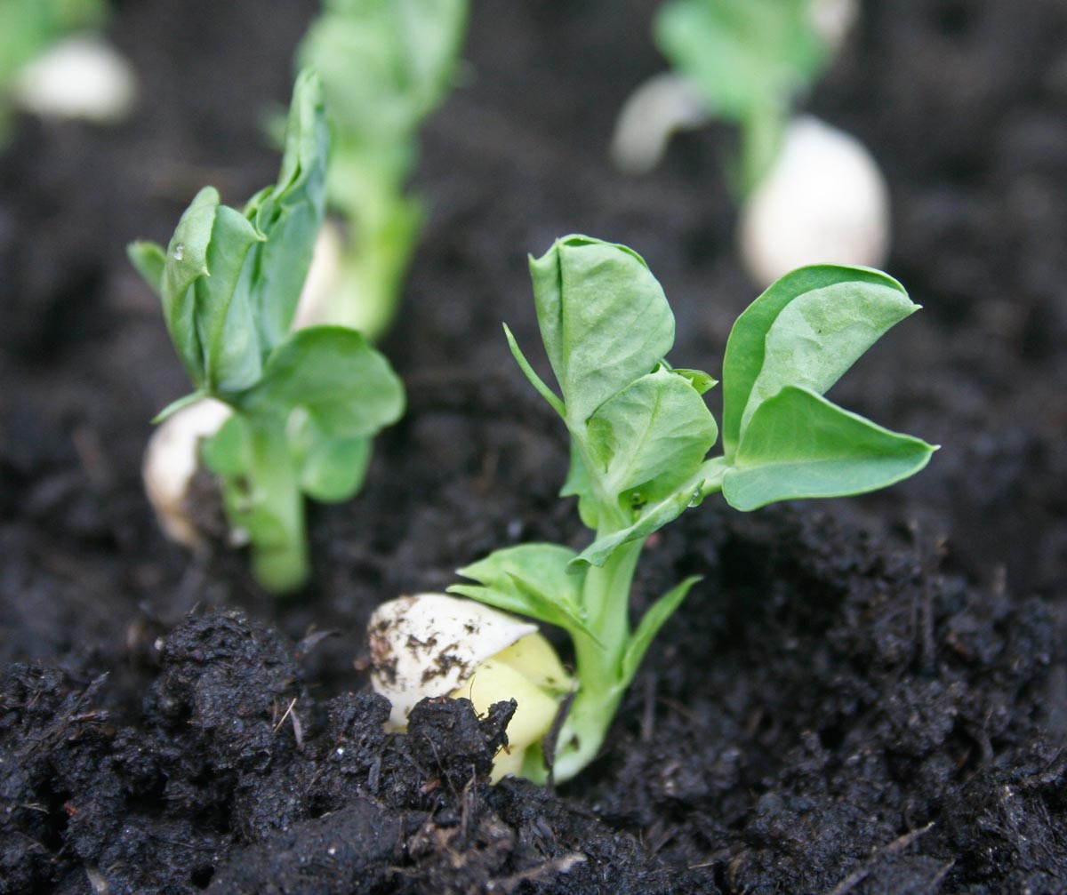 Growing peas with kids