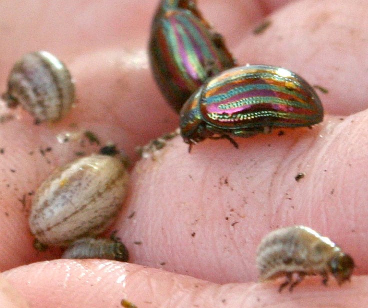 Rosemary beetles