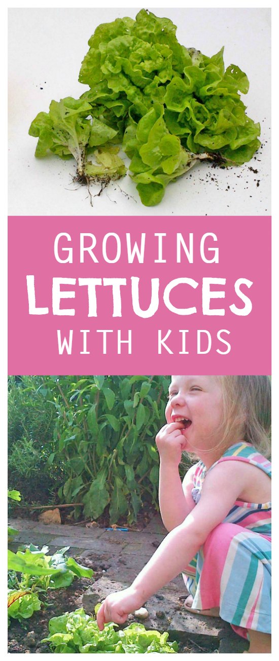 Growing lettuces with kids