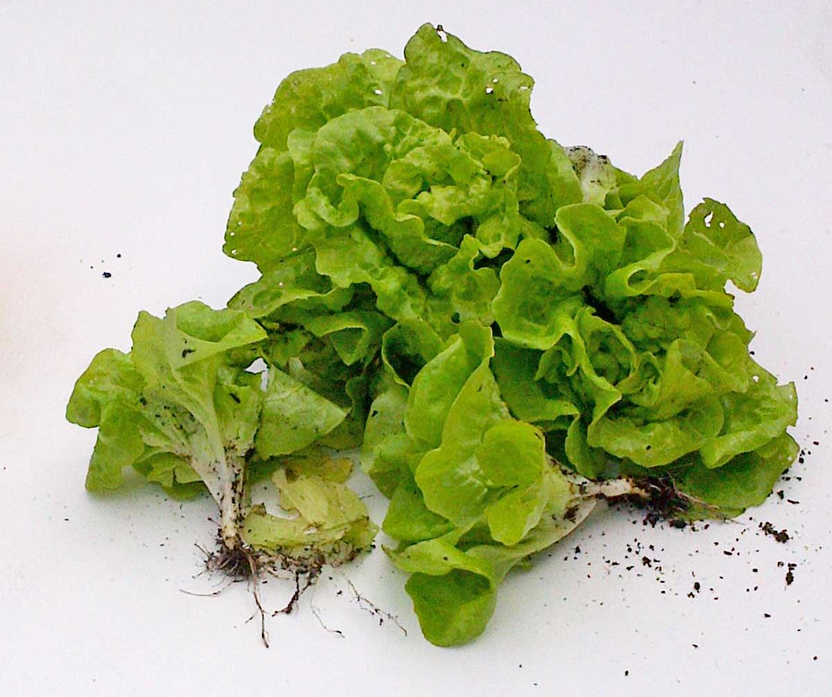 Growing lettuce with kids