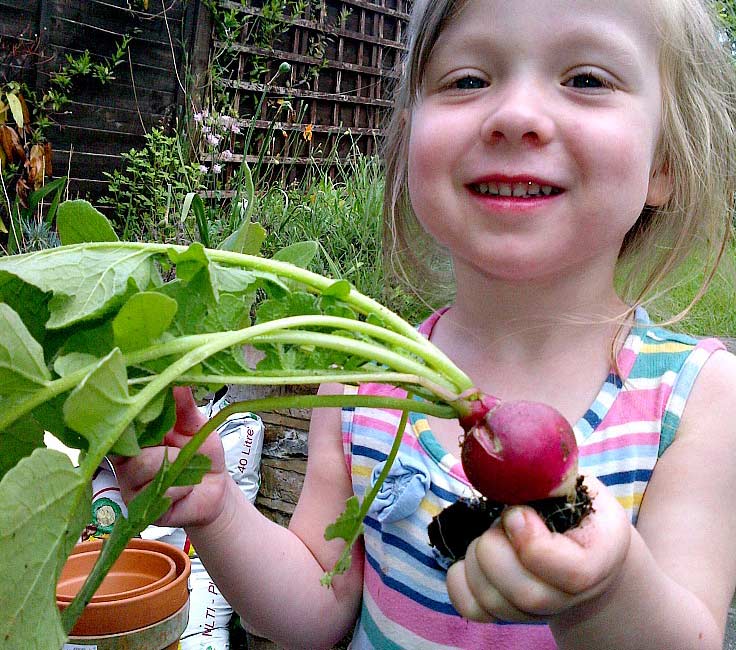 Growing radishes with kids