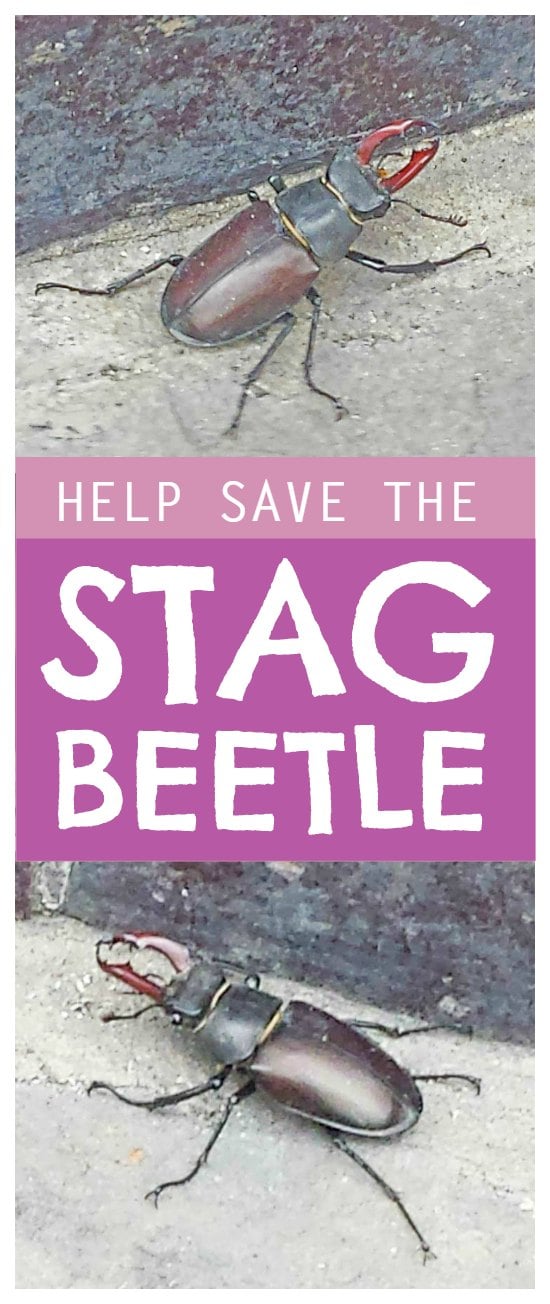 Stag beetle - simple ways to protect the stag beetle and it's amazing transformation story #nature #bugs #lifecycle #naturelover #science #biology