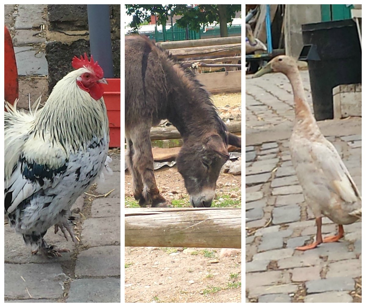 Hackney City Farm London