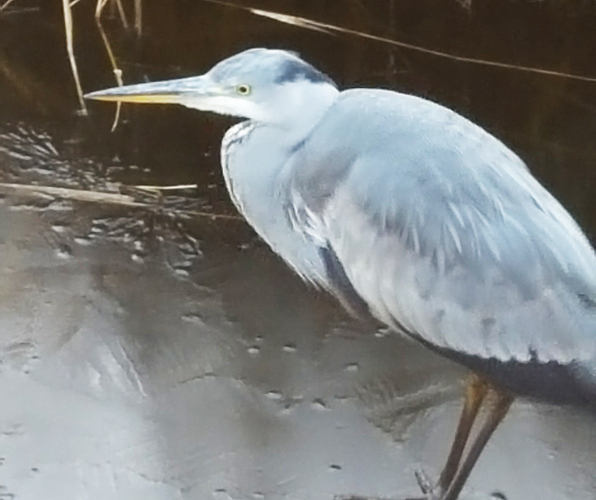 Rainham Marsh RSPB Heron