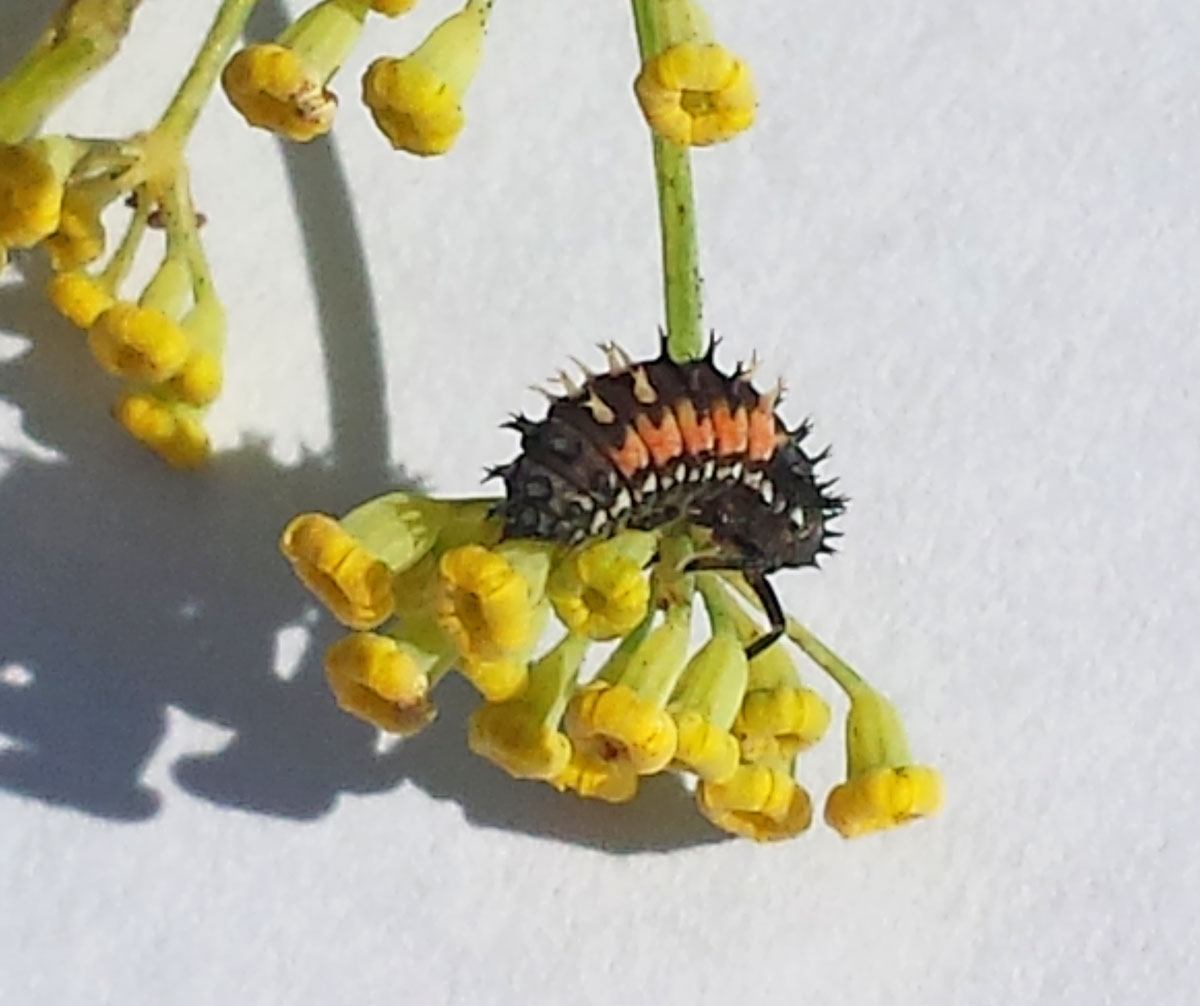 Ladybird larva - baby ladybug before pupating
