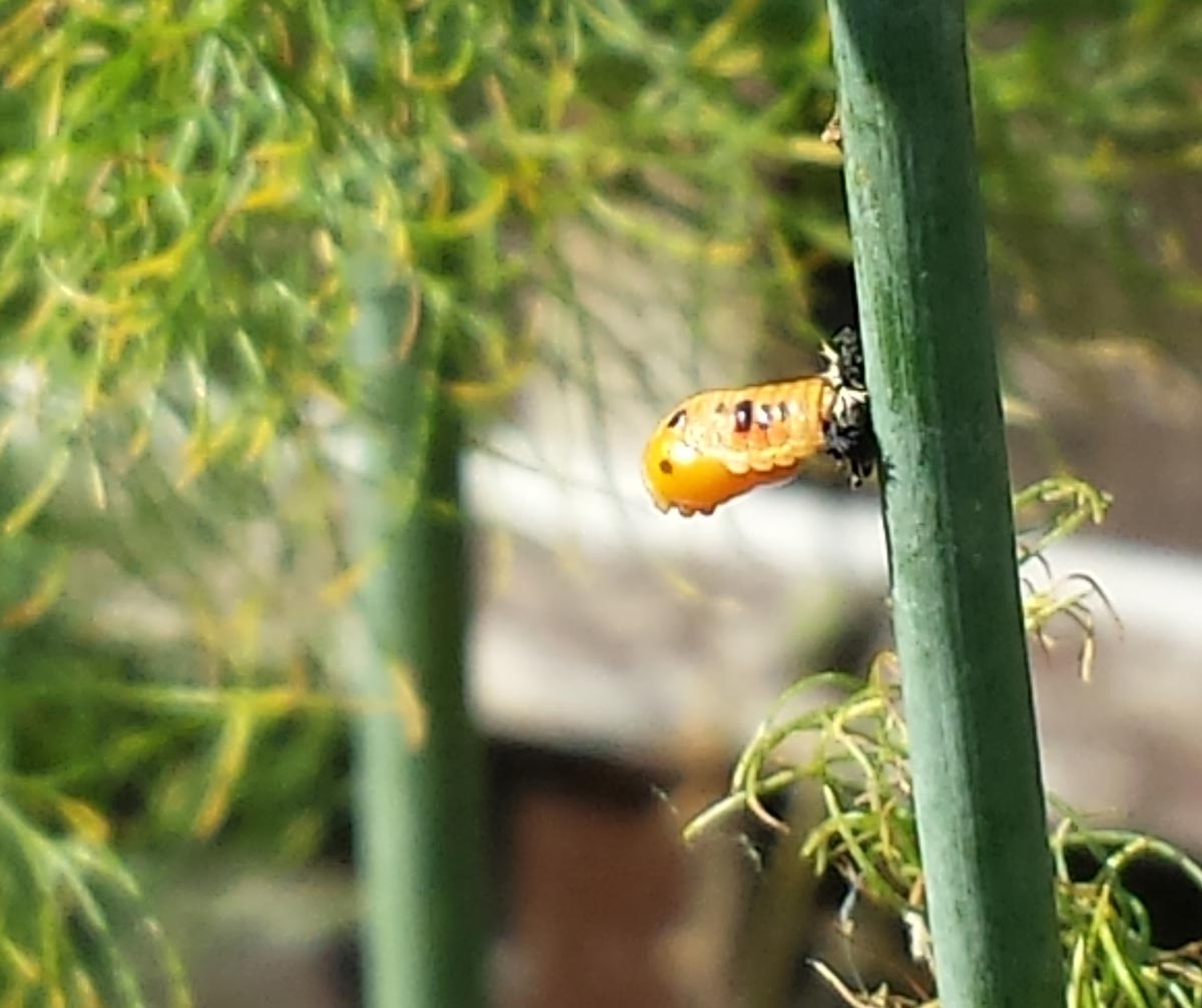 Ladybird pupating - pupating ladybug larva