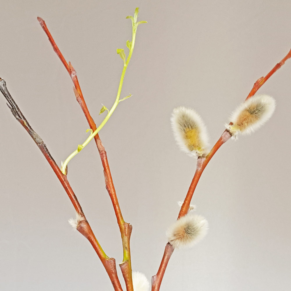 Pussy willow - simply pop some pussy willow in a jar of water and watch it grow with the kids. It will root and grow new shoots and the pollen will appear on the catkins