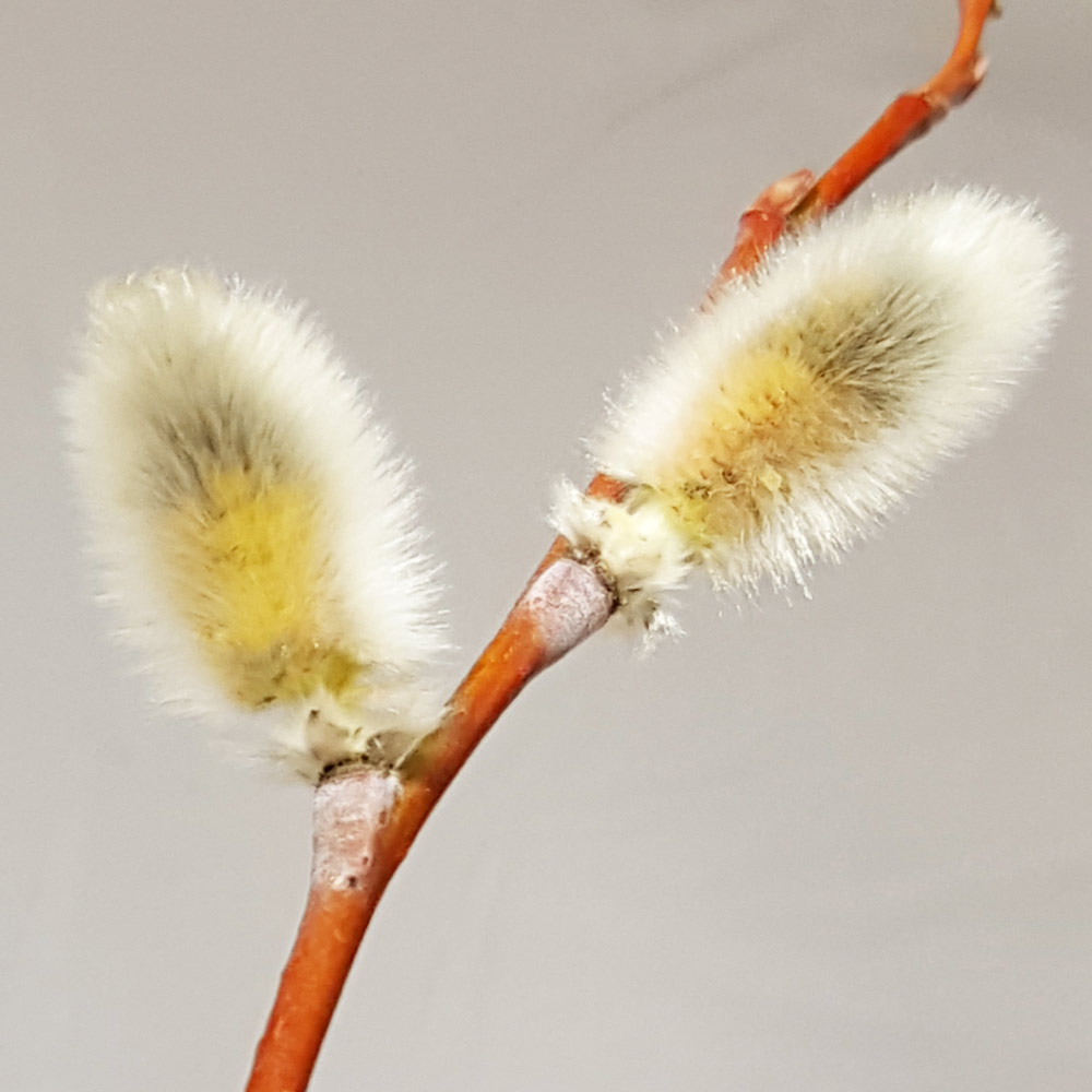 simply pop some pussy willow in a jar of water and watch it grow with the kids. It will root and grow new shoots and the pollen will appear on the catkins