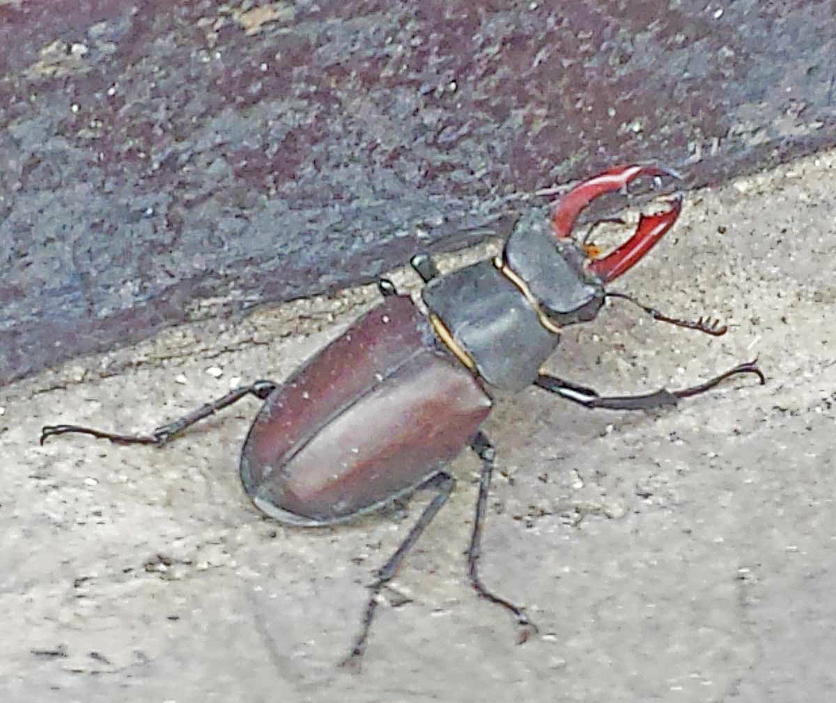 Stag beetle - simple ways to protect the stag beetle and it's amazing transformation story #nature #bugs #lifecycle #naturelover #science #biology