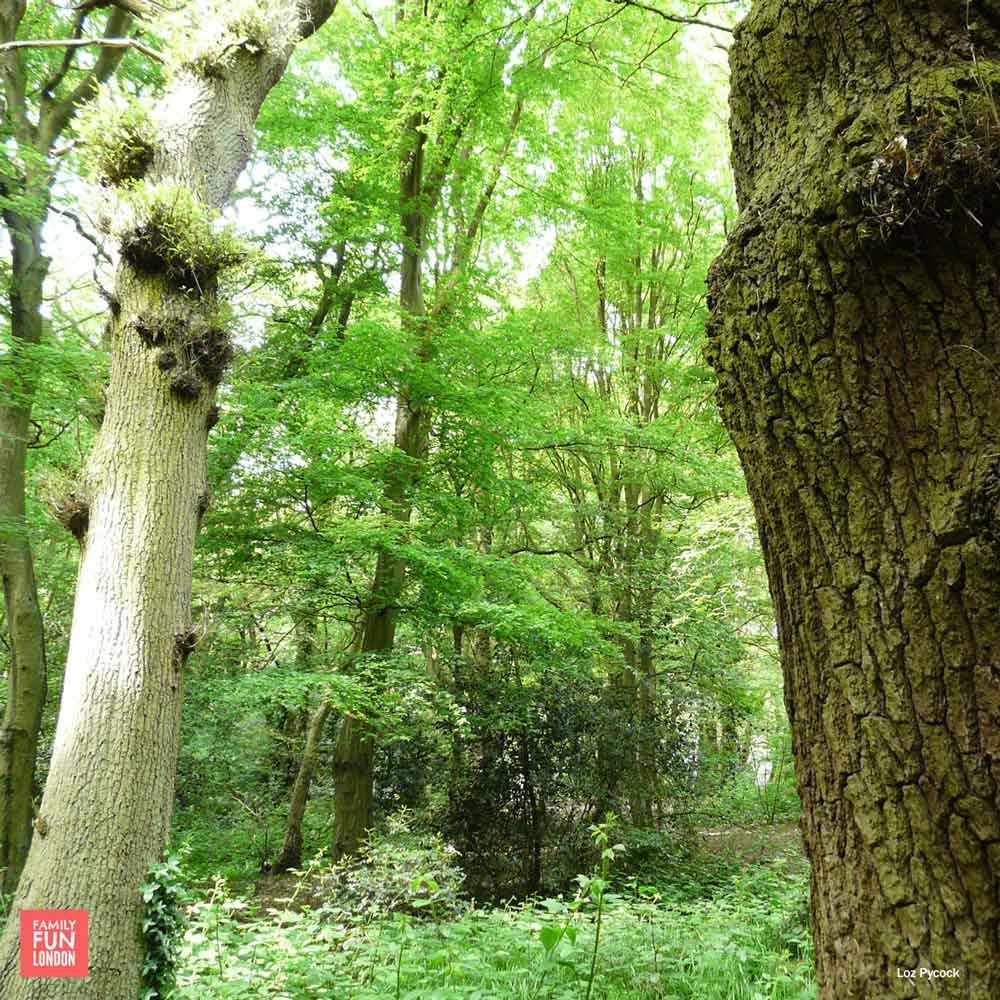 London woods - best places to climb trees in London