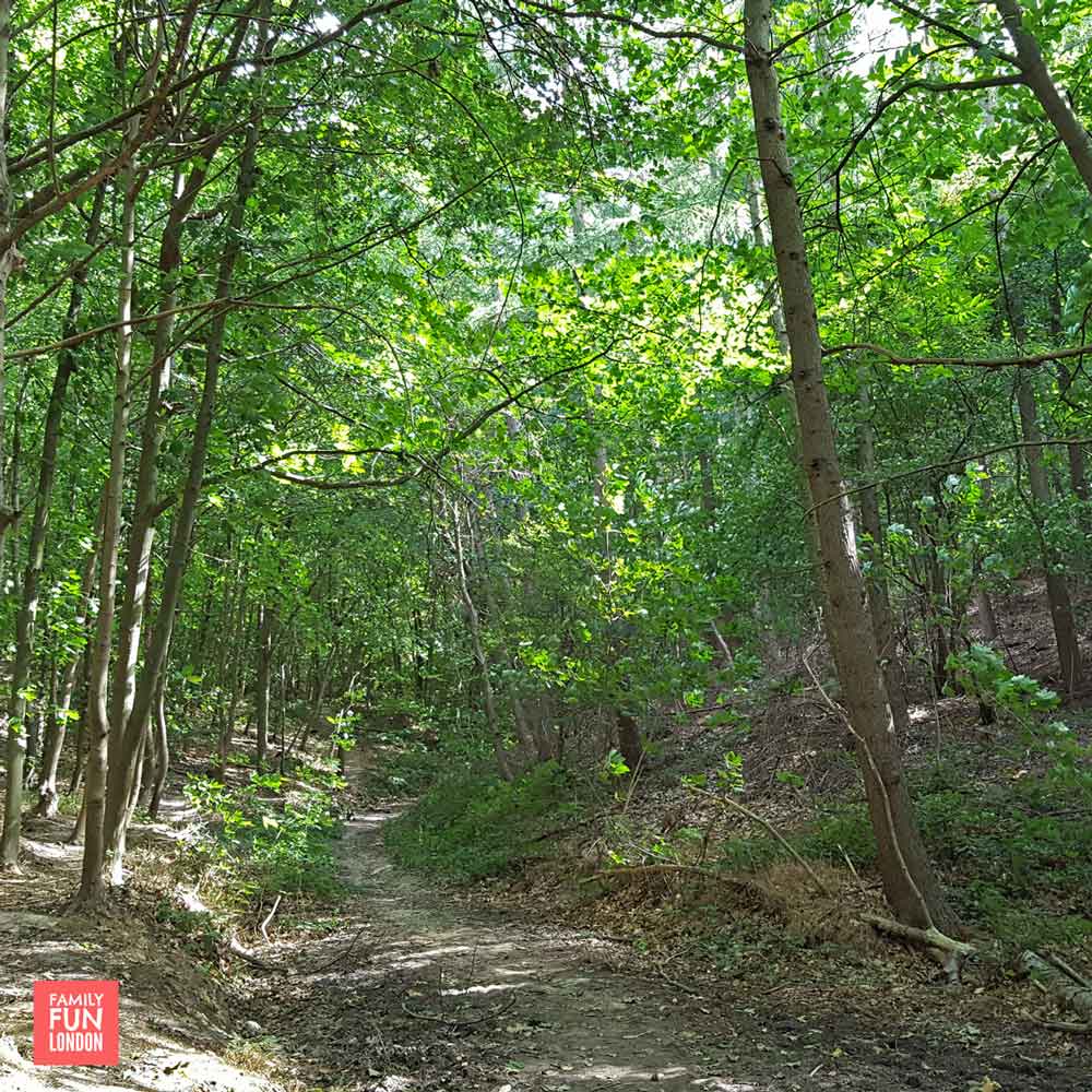 London woods - best places to climb trees in London