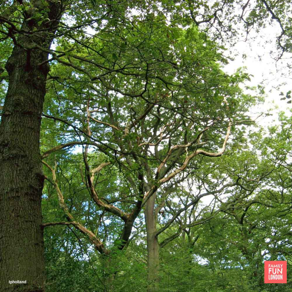 London woods - best places to climb trees in London