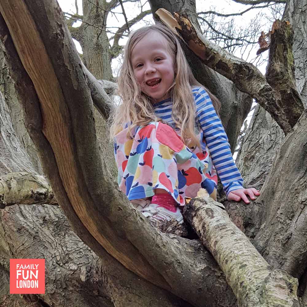 London woods - best places to climb trees in London