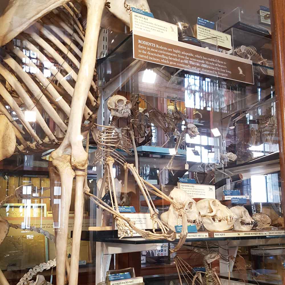 The Grant Museum is a brilliant small free London zoology museum just off Tottenham Court Road that kids will love