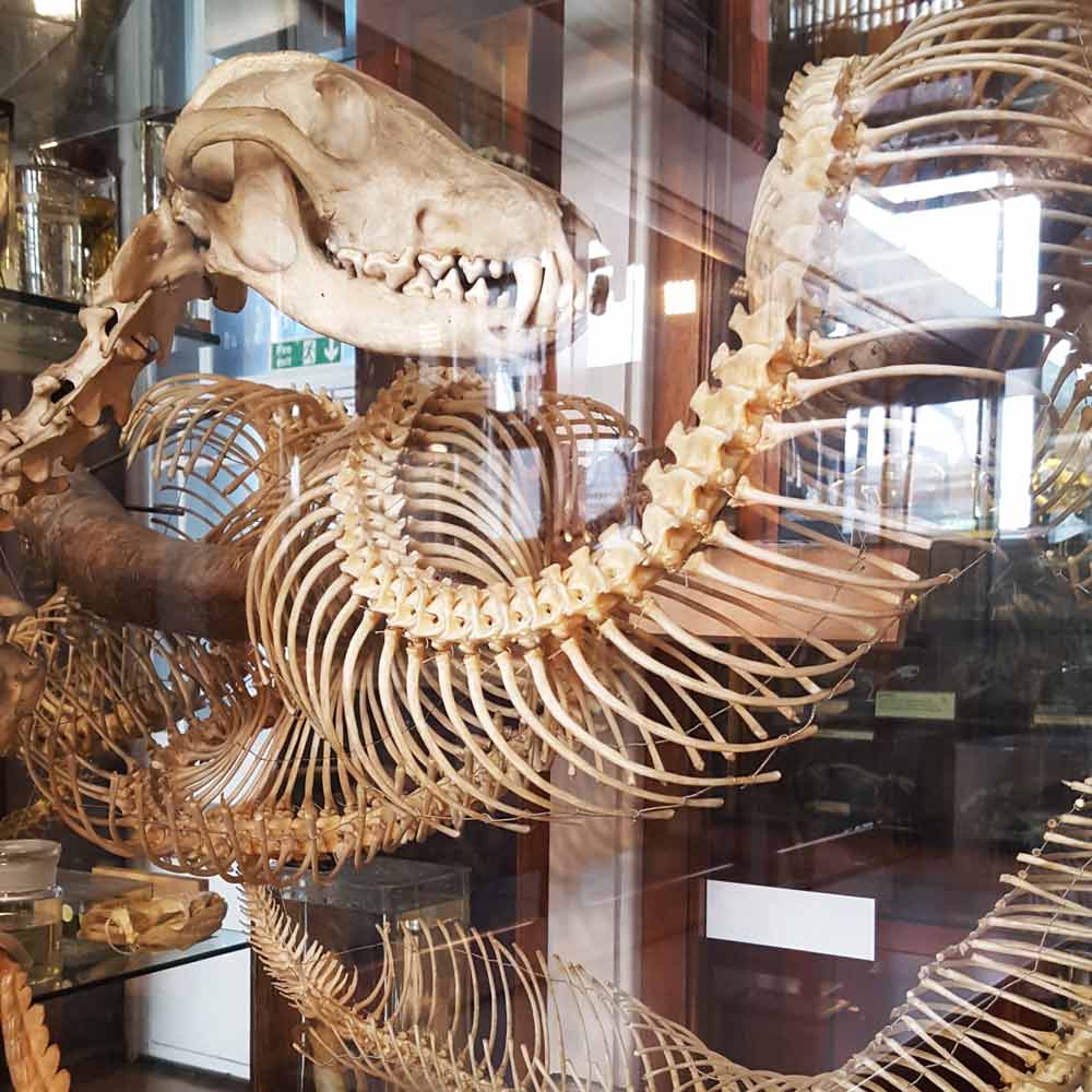 The Grant Museum is a brilliant small free London zoology museum just off Tottenham Court Road that kids will love