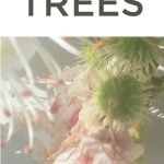 Explore the lifecycle of the horse chestnut tree from sticky bud through glorious blossom to shiney brown conker. The trees are a wonderful opportunity for children to follow the dramatic lifecycle of a plant throughout the year - #trees #plants #lifecycle #STEAM #nature #naturelover #naturejournal #science #conkers