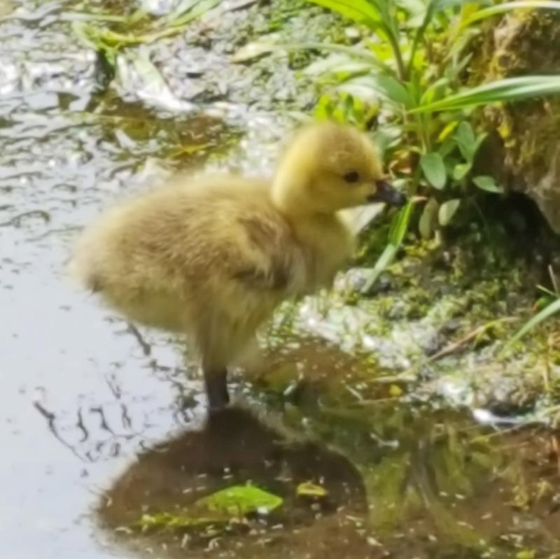 Canada Goose Goslings