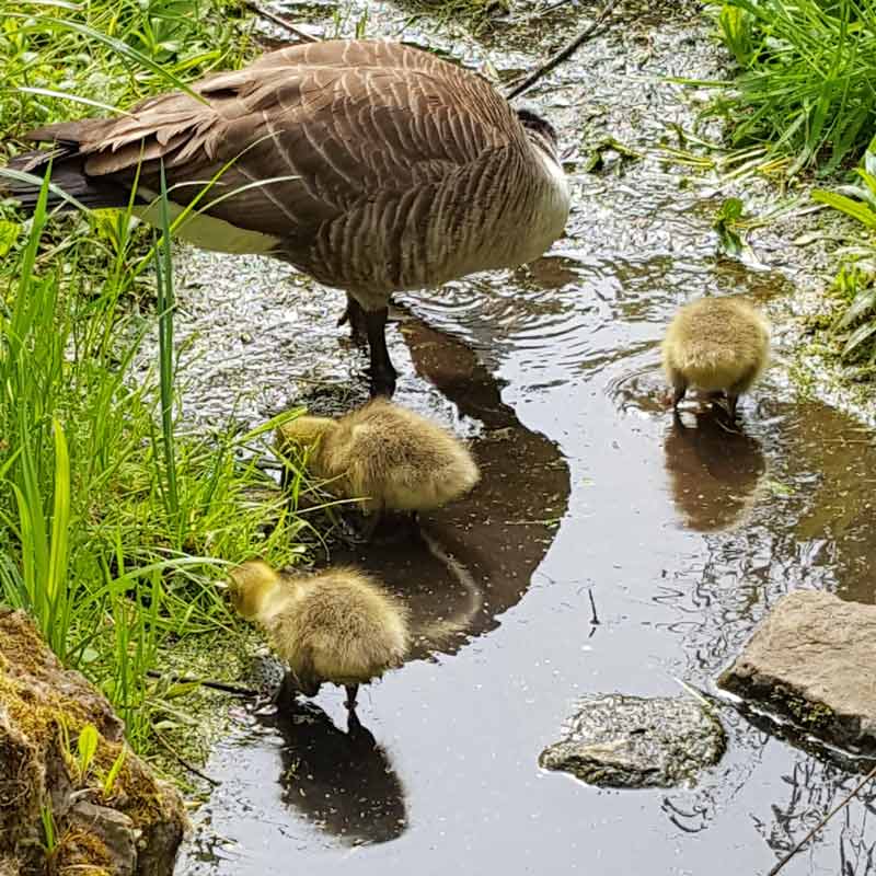 Canada goose goslings -observing canada geese goslings grow in the wild with kids