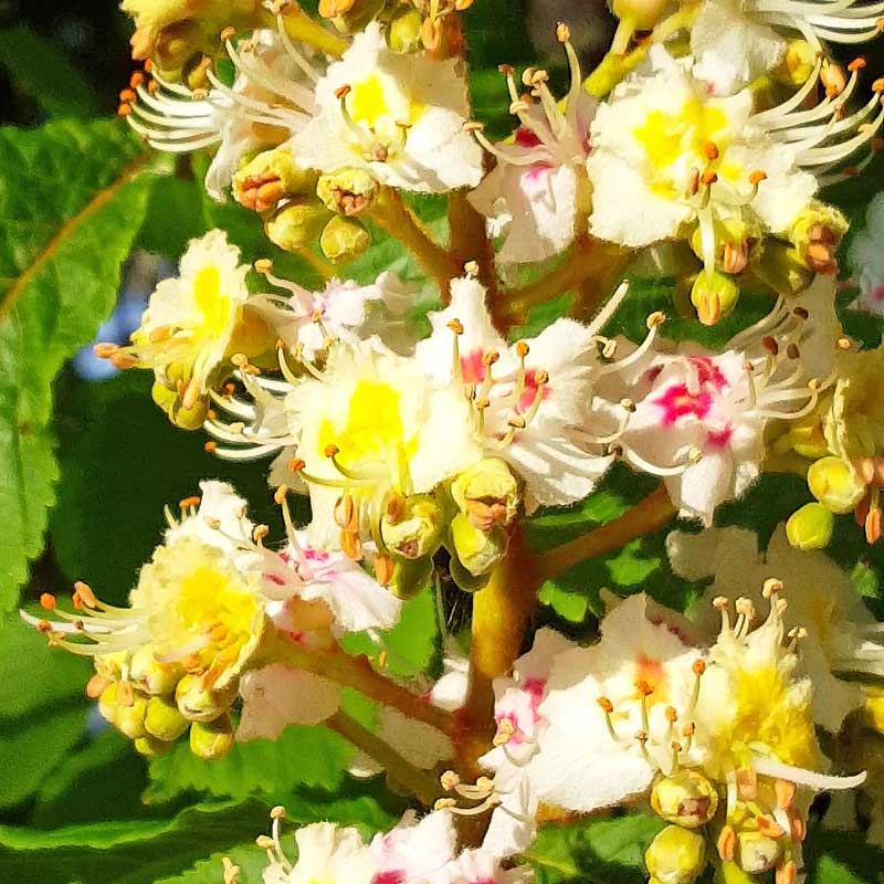 Horse chestnut trees are loved by children for their conker brown nuts but are actually up to all sorts of clever stuff throughout the year and provide a wonderful opportunity for children to observe close up the lifecycle of trees.