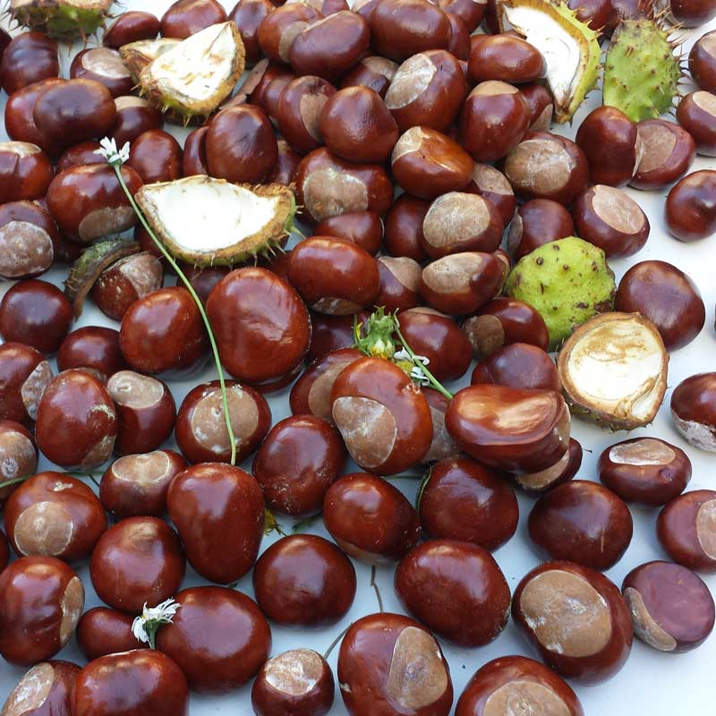 Horse chestnut trees are loved by children for their conker brown nuts but are actually up to all sorts of clever stuff throughout the year and provide a wonderful opportunity for children to observe close up the lifecycle of trees.