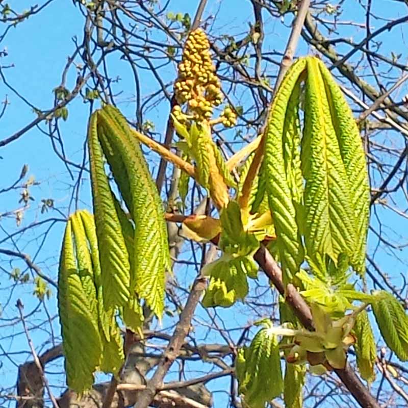 Horse chestnut trees are loved by children for their conker brown nuts but are actually up to all sorts of clever stuff throughout the year and provide a wonderful opportunity for children to observe close up the lifecycle of trees.