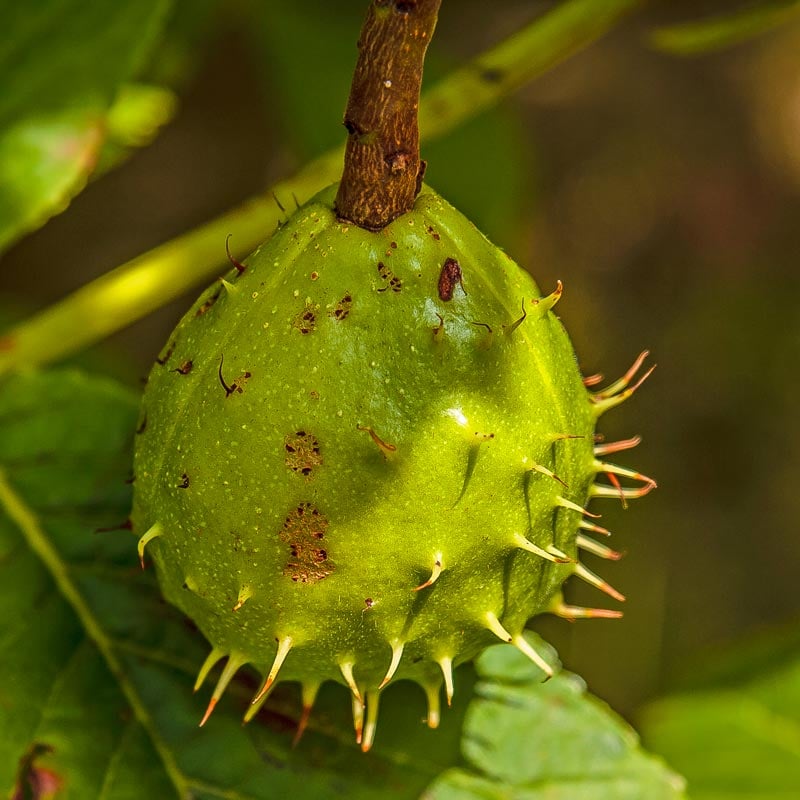 Horse chestnut trees are loved by children for their conker brown nuts but are actually up to all sorts of clever stuff throughout the year and provide a wonderful opportunity for children to observe close up the lifecycle of trees.