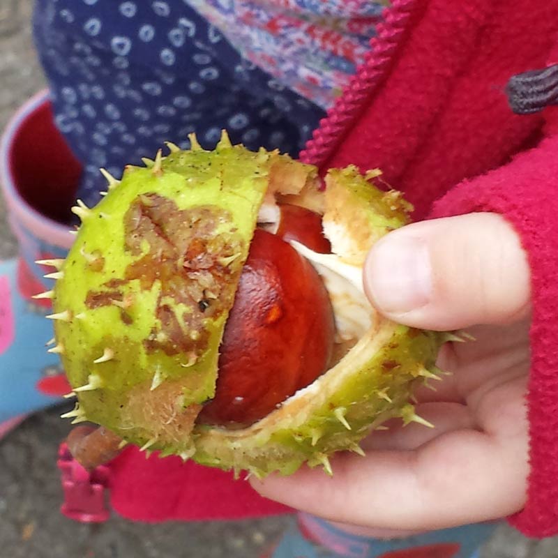 Horse chestnut trees are loved by children for their conker brown nuts but are actually up to all sorts of clever stuff throughout the year and provide a wonderful opportunity for children to observe close up the lifecycle of trees.