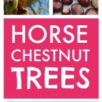 Horse chestnut trees are loved by children for their conker brown nuts but are actually up to all sorts of clever stuff throughout the year and provide a wonderful opportunity for children to observe close up the lifecycle of trees.