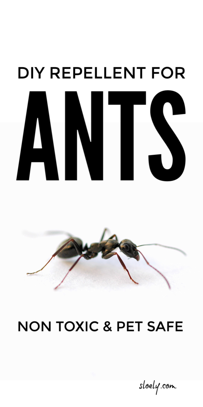 DIY Ant Repellent