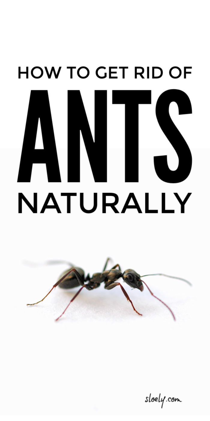 Get Rid Of Ants Naturally