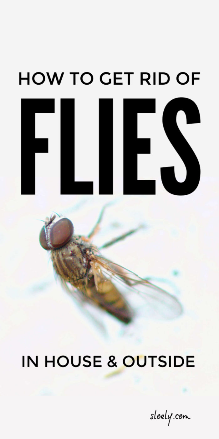Get Rid Of Flies