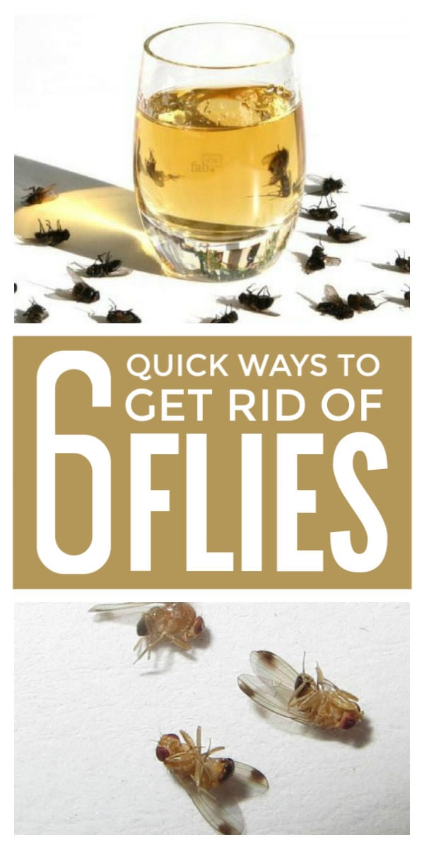 How to get rid deals of house flies with vinegar