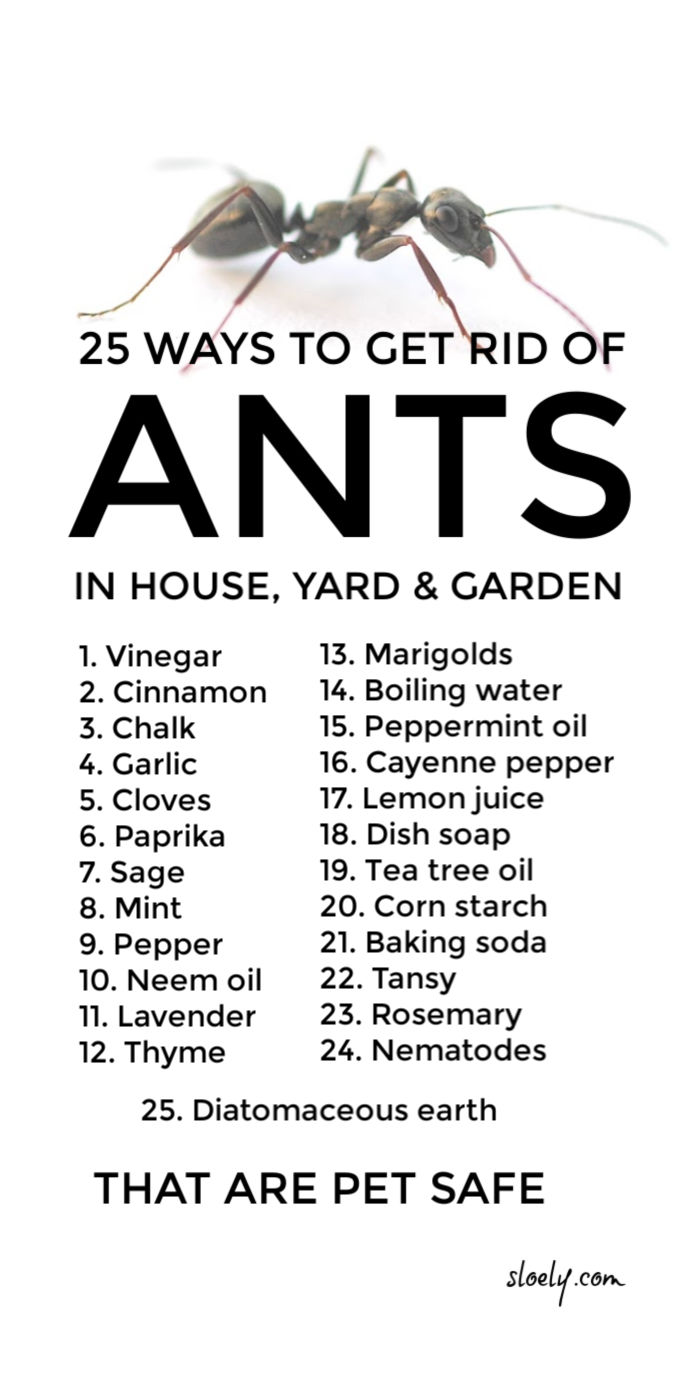 Get Rid Of Ants In House, Yard and Garden