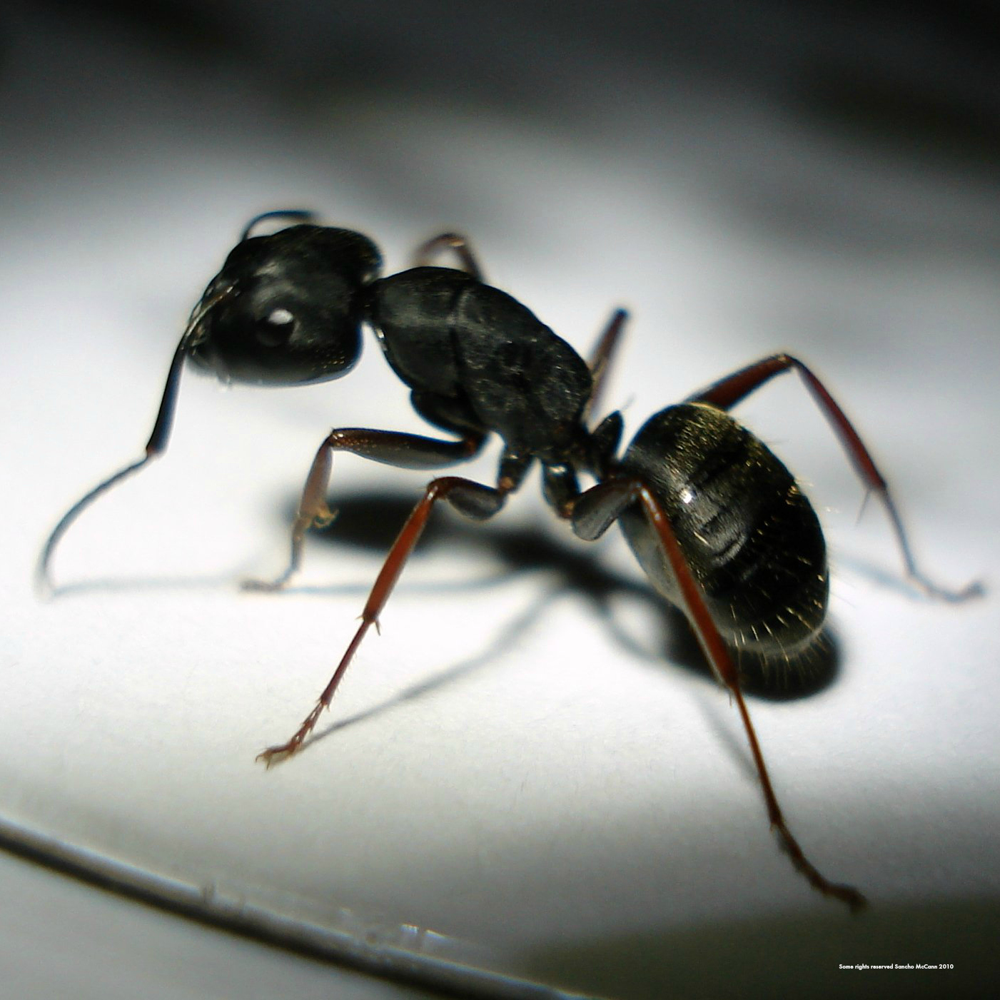 How to get rid of ants naturally without using toxic poisons