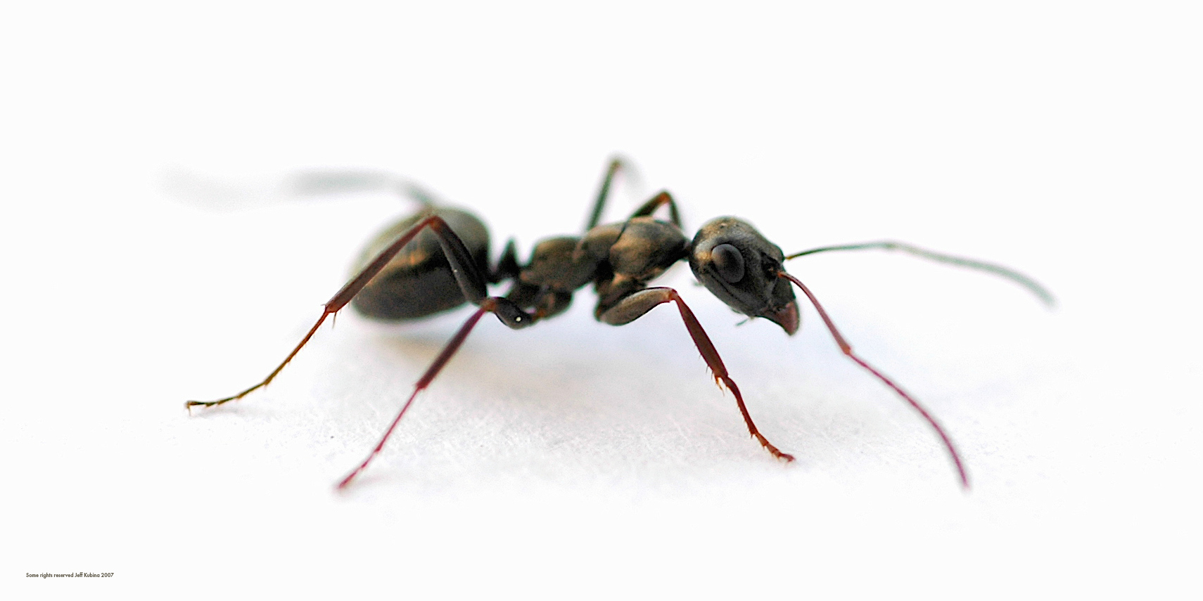 How to get rid of ants naturally without using toxic poisons