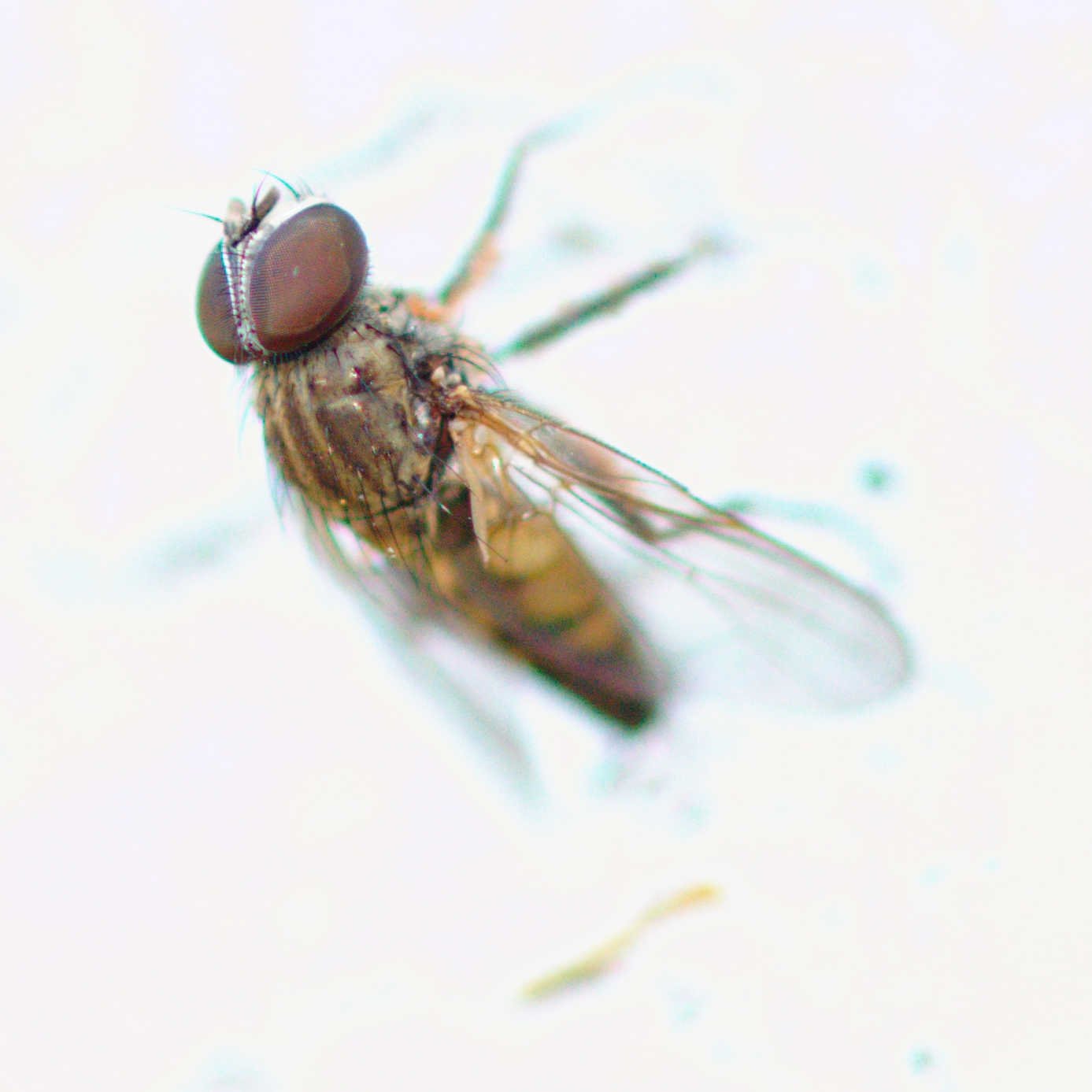 Tips on Getting Rid of Fruit Flies with Rubbing Alcohol - Frugally