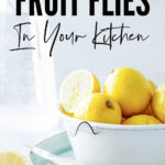 Get Rid Of Fruit Flies