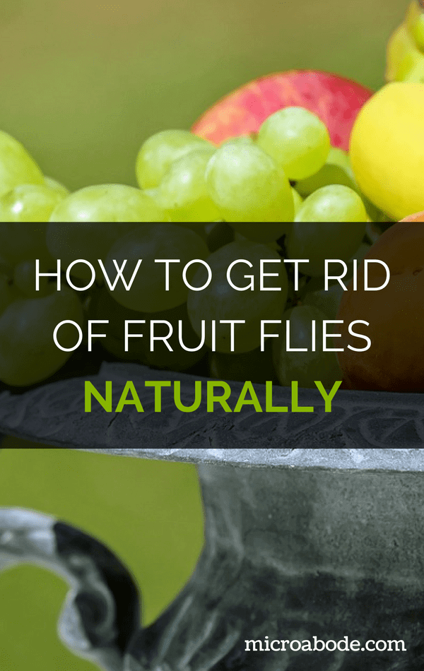Get rid of flies naturally