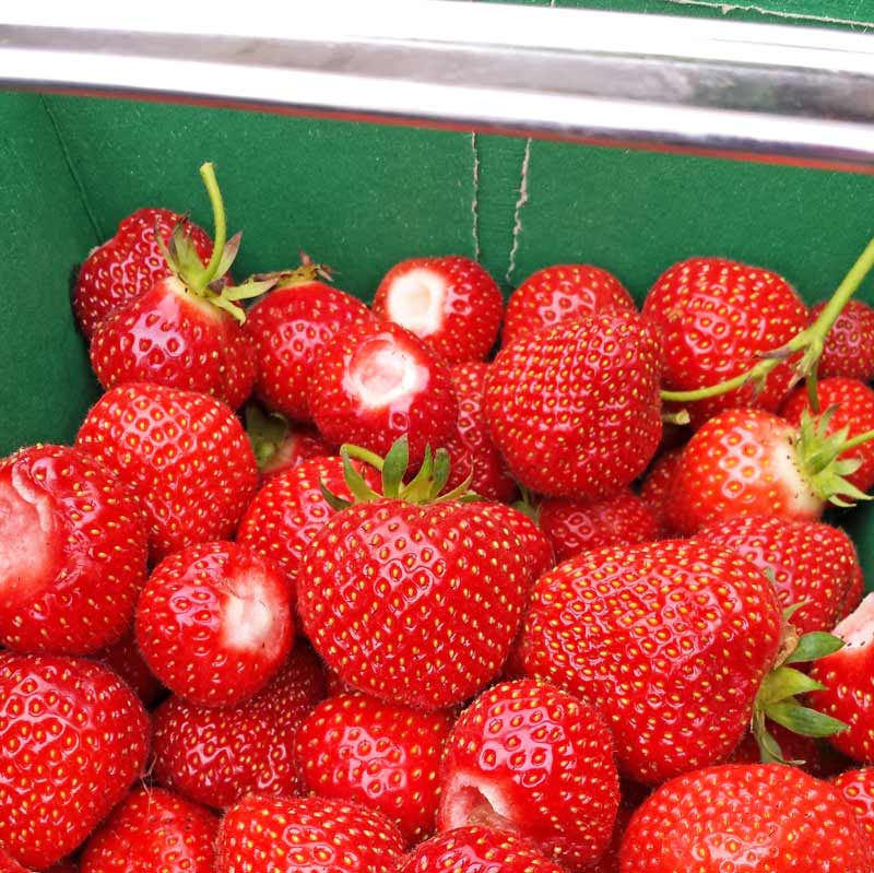 PYO farms in London where you can pick your own strawberries