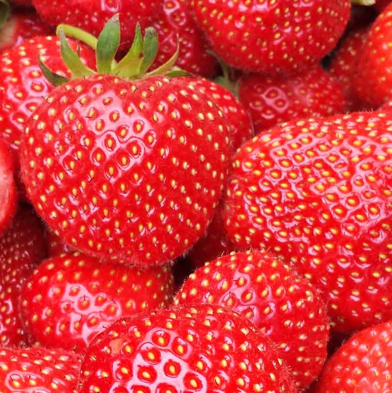 PYO farms in London where you can pick your own strawberries