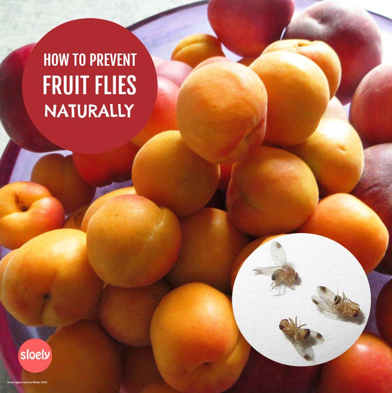 prevent fruit flies naturally