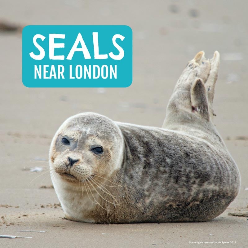 Seals near London